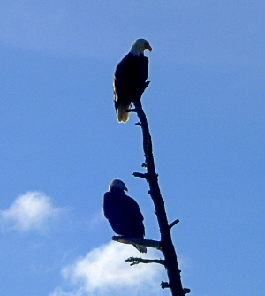 [On a dead tree trunk, one eagle is at the top facing one direction and another eagle is a few feet below facing a slightly different direction. The direction of the sun is such that the birds are mostly just sillouettes.]